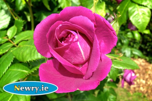 Do you have Newry's best garden? Photograph: Columba O'Hare Do you have Newry's best garden? Photograph: Columba O'Hare