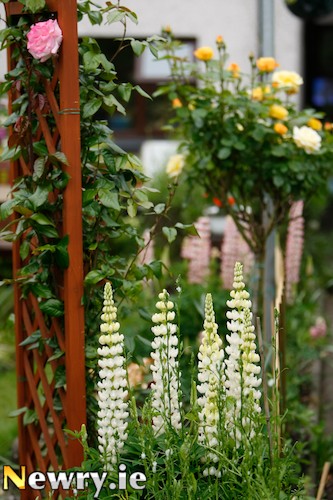 Use your Garden plants to keep burglars at bay. Photograph: Columba O'Hare Use your Garden plants to keep burglars at bay. Photograph: Columba O'Hare