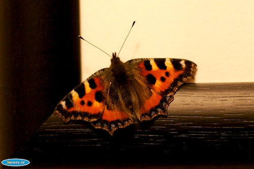 Big Butterfly Count 2014 Big Butterfly Count 2014