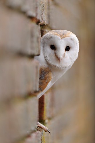 A Barn Owl. Photograph: Andrew Mason A Barn Owl. Photograph: Andrew Mason