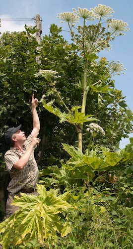 The Giant Hogweed The Giant Hogweed