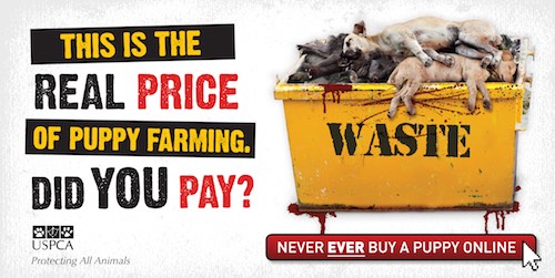 Puppy Farming advert Puppy Farming advert