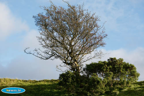 Get to know your trees