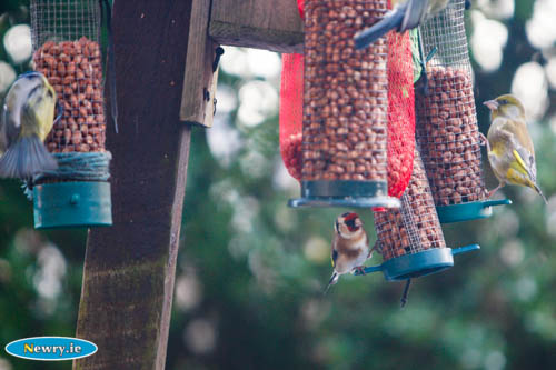 Identify the birds that inhabit your garden. Photograph: Columba O'Hare Identify the birds that inhabit your garden. Photograph: Columba O'Hare