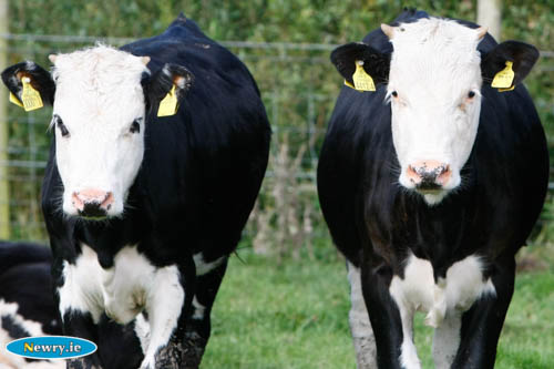 Events for Farmers from the Ring of Gullion Landscape Partnership Scheme. Events for Farmers from the Ring of Gullion Landscape Partnership Scheme.