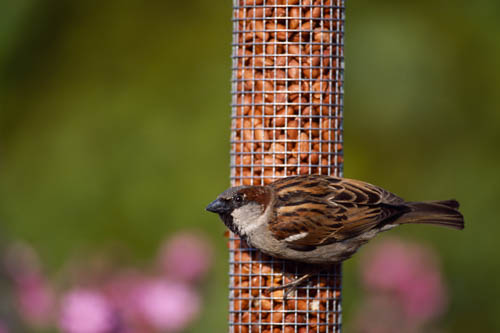 rSPB Bird Watch takes place this weekend
