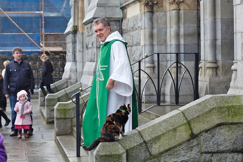 Tiger the cat on the steps of the Dominican. Picture: Columba O'Hare
