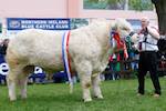 Newry Charolais Columbo Newry Charolais Columbo