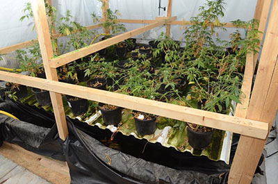 Cannabis plants that were seized during the police operation.