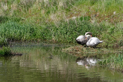 swanoilslick swanoil3