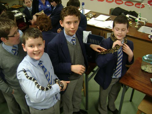 St Colman's Year 8 Science Club get to grips with a snake.