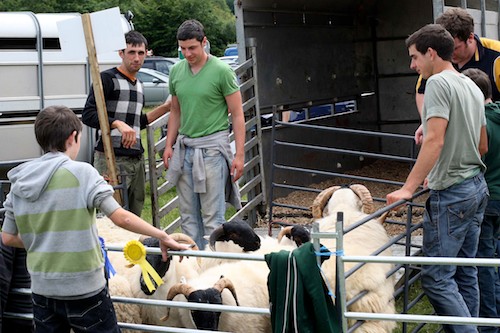 Showing the Sheep at Newry Show.