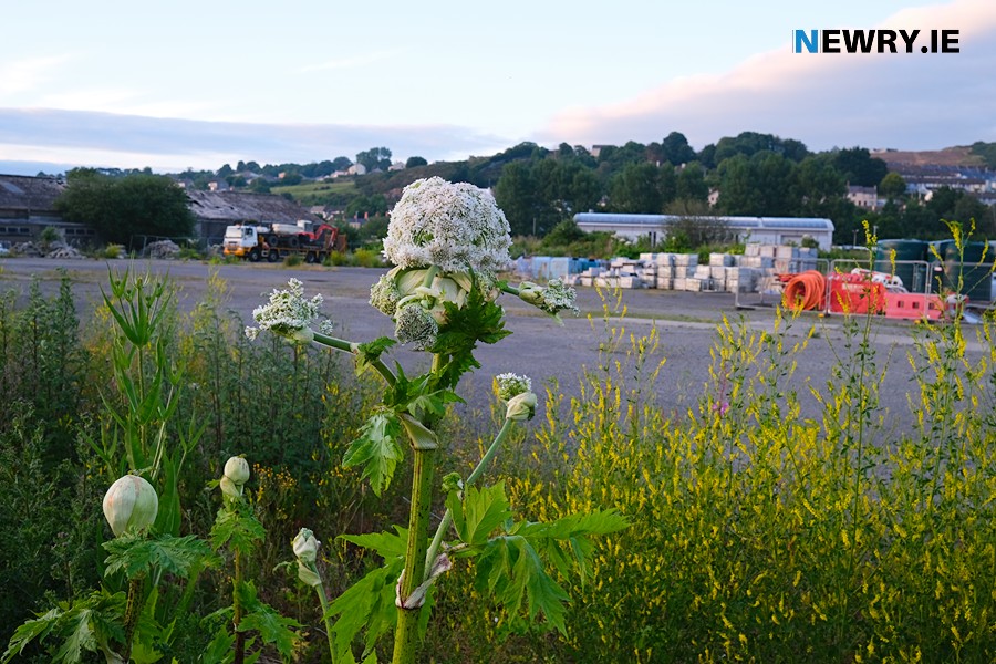 The Albert Basin site currently. Photograph: Columba O'Hare/ Newry.ie 