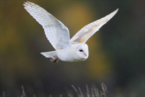 The spectacular Barn Owl