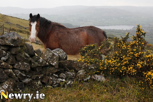 Explore the scenic Ring of Gullion. Photograph: Columba O'Hare