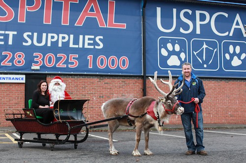 Santa and his Reindeer get ready for the winter wonderland at the Animal Hospital.
