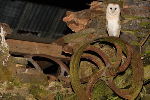 A Barn Owl in a farm outhouse. Photograph: kevinkeatley.com 