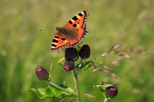 The Small Tortoiseshell Butterfly isn't as common a sight as it once was. Photograph: Rolf Larsen