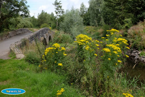 Newry Canal Towpath. Photograph: Columba O'Hare 