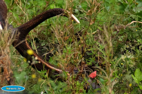 The Stags Antlers visible in the undergrowth where it was shot. Photograph: Columba O'Hare 