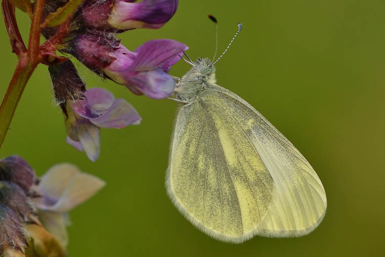 The Cryptic Wood White Moth. Photograph: James O'Neill