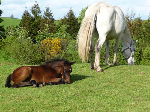 Next Horse Care course is in February 2017.