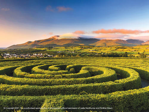 Castlewellan Maze with the majestic Mournes