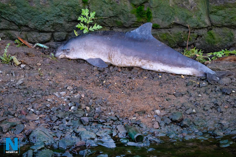 The Harbour Porpoise in the Clanrye River in the centre of Newry. Photograph: Columba O'Hare
