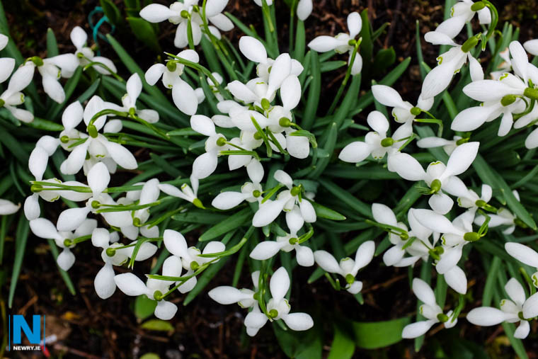 Learn about local flowers at the Cullyhanna Environmental Fair. Photograph: Columba O'Hare