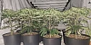 Some of the Cannabis plants found at the premises in Bessbrook.