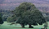Kilbroney Forest Park. Photograph: Columba O'Hare/ Newry.ie 