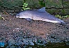 The Harbour Porpoise in the Clanrye River in the centre of Newry. Photograph: Columba O'Hare