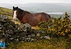 Howya Horse - The Twins Peaks Challenge will conquer Camlough Mountain and Slieve Gullion this weekend. Photograph: Columba O'Hare/ Newry.ie 