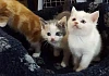 Some of the kittens recently abandoned around Newry.