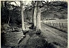 Photograph of the Fairy Glen, Rostrevor, 1939, showing the right of way. Part of the court case for public access. Newry and Mourne Museum Collection.