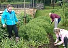 M&S volunteers hard at work in the St Clare's Abbey garden.