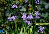 Help sow wildflower seeds in Newry. Photograph: Columba O'Hare/ Newry.ie 