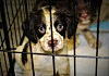 The USPCA are advising against the public getting a pet as a Christmas Present!