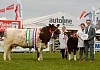 ictured (l,r) is Duncan McDowell, Ricketstown Lovely 191, Castlemount Shorthorns, Overall Champion (Newtownards) and Karen Carson, Competition Handler with Richard Henderson, Autoline&rsquo;s Head of Agriculture.