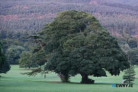 Kilbroney Forest Park. Photograph: Columba O'Hare/ Newry.ie 