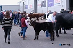 Balmoral Show. Photograph: Columba O'Hare/ Newry.ie 