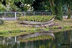 The now planted boat